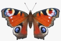 Aglais io butterfly fur 3D - TurboSquid 1189510